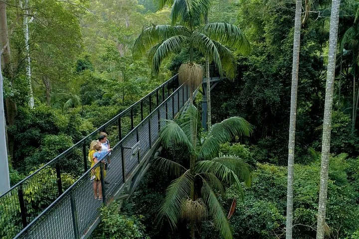 People walking on a suspended metal walkway through a lush rainforest canopy
