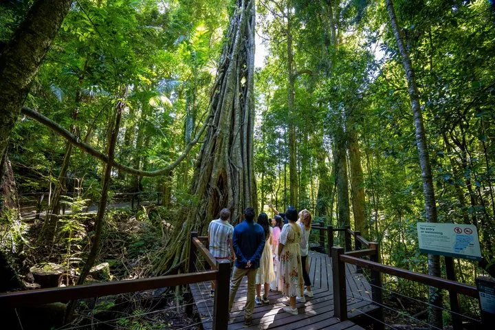 A group of people standing on a wooden boardwalk looking at a large tree.