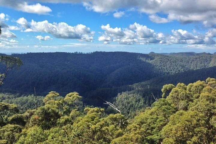 Vast green canopy of trees stretching across a wide, rolling valley landscape.